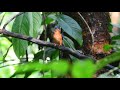 blue eared kingfisher of sungai congkak, hulu langat.