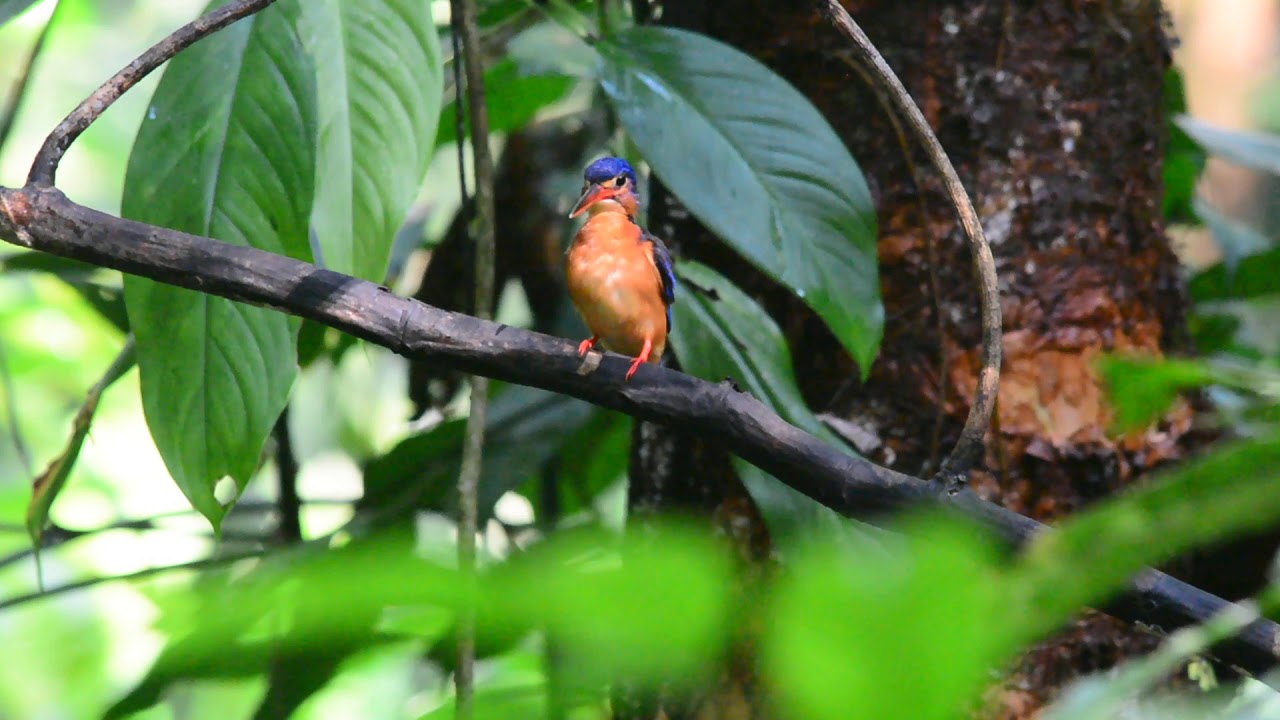 blue eared kingfisher of sungai congkak, hulu langat.
