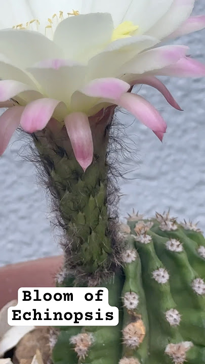 Bloom of echinopsis