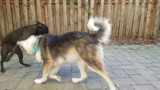 Boxer vs Great Pyrenees