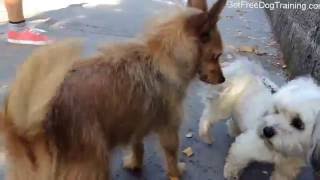 The Online Dog Trainer Review - What Don’t I Like About The Course