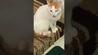 How is Milo doing today? Update Milo health! @Nga Tran Canada, cat 🐱 lovers. by Nga Tran Canada 354 views 9 months ago 4 minutes, 21 seconds