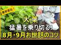 【大葉栽培】水やりだけじゃない！8月・9月にやるべき5つのお世話を解説【有機農家直伝！無農薬で育てる家庭菜園】 26/8/4