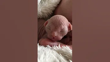 #сфинксы #котики Маленький сфинкс родился, и уже шипит💖