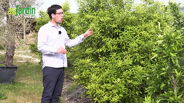 Comment entretenir un citronnier yuzu ?