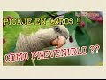 Picaje en loros y Como Prevenirlo