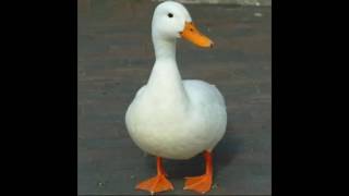 REALISTIC DUCK SOUND 10 MIN!