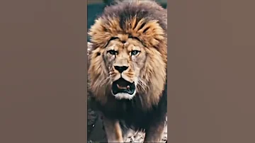 تصميم اسد الله الغالب علي ابن أبي طالب ياعلي ياعلي 