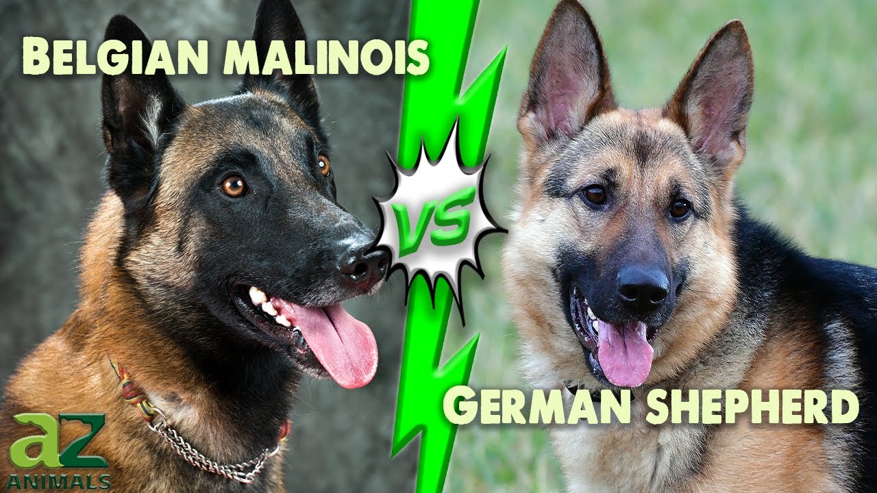 are belgian malinois german shepherds