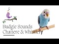 Happy budgie sounds - budgies singing, budgies chirping, budgie noises