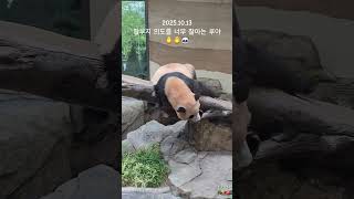 2025.10.13.#루이바오 #후이바오 #아이바오 #러바오 #바오패밀리 #판다월드 #에버랜드 #강철원주키퍼님 #송영관주키퍼님 #오승희주키퍼님