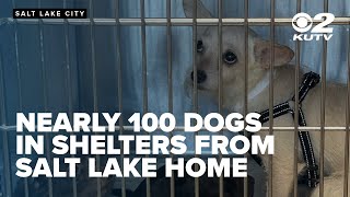 Woman believes she bought sick puppy from Salt Lake home where nearly 100 dogs removed