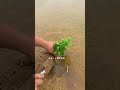 RT 346546 mini rotary tillage and ridging all-in one tree 🌲 short view#yourubeshortvid