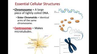 DNA Replication (Part 1 of 1) Profile