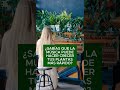 ¿Sabías que la música puede hacer crecer tus plantas más rápido?