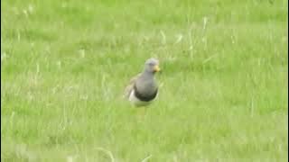 More Northumberland Grey-headed Lapwing