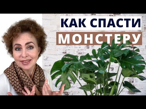 Как спасти МОНСТЕРУ. Размножение Монстеры черенками, листьями. Монстера особенности ухода.