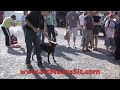 PROTECTION DOG TRAINING WITH DISTRACTION