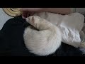 フェレットに嫌われました、、、一緒に眠ってくれません。＞＜- ferret lab