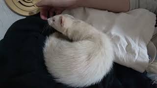 フェレットに嫌われました、、、一緒に眠ってくれません。＞＜- ferret lab