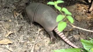 armadillo trap plans catch