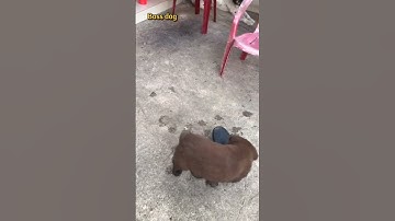 không sợ mất dẹp vì đã có bảo về mông cộc đuôi thú cưng