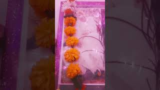 Download Lagu om manage shiwaye#cutyvish MP3