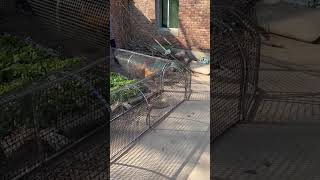 Chicken Run Enclosure – The Must-Have Tool for Scientific Poultry Farming! 🐓 #chicken