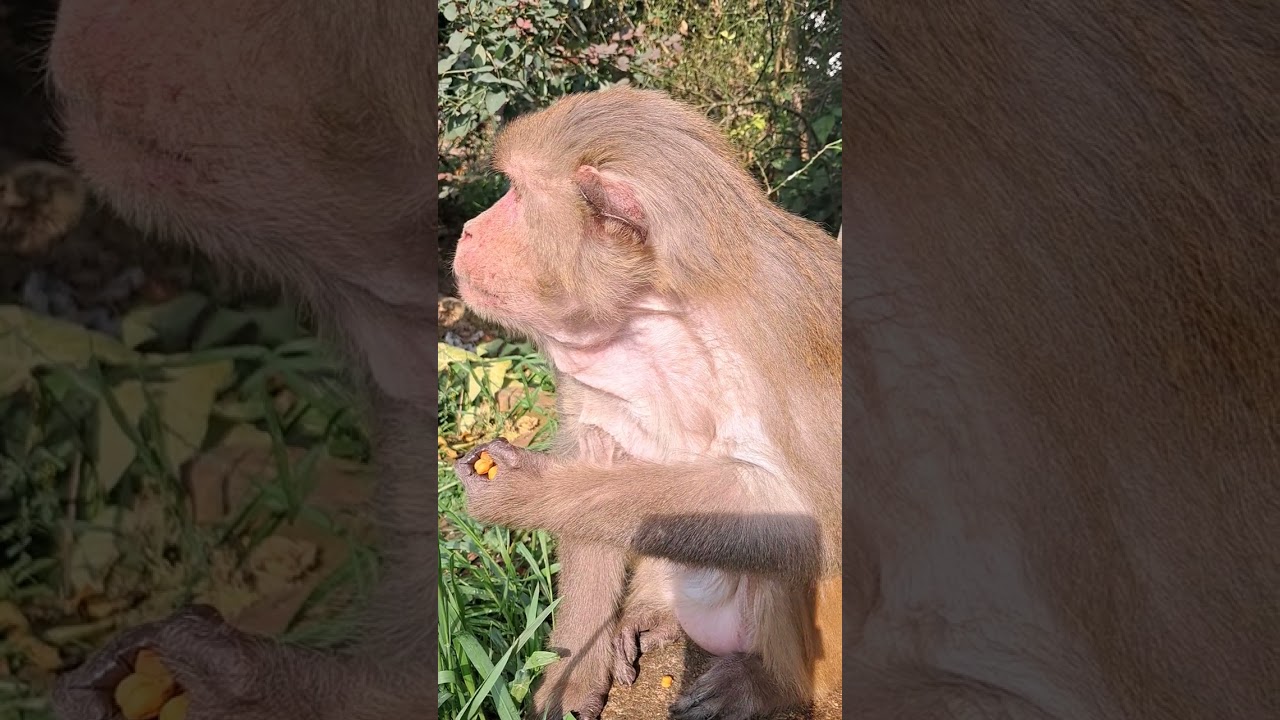 Banku को छू कर अच्छा लगा 😆😆😆😆छोटे बच्चो को चुप कराने का वीडियो 😆