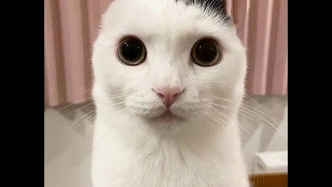 fe gun kit 1911 viewmodel thing