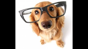 Zak George’s Dog Training Revolution  - How to Teach The First 7 Things To Your Dog