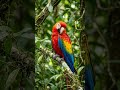 parrot 🦜