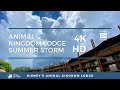 Animal Kingdom Lodge Summer Storm (4K HD)