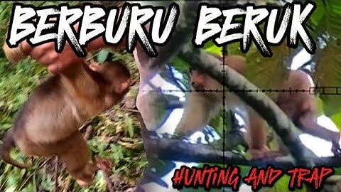🐒 BERBURU BERUK GANAS DAN BERBURU KERA LIAR KETIKA PETANI MEMASANG PERANGKAP 🚫 MONKEY HUNTING