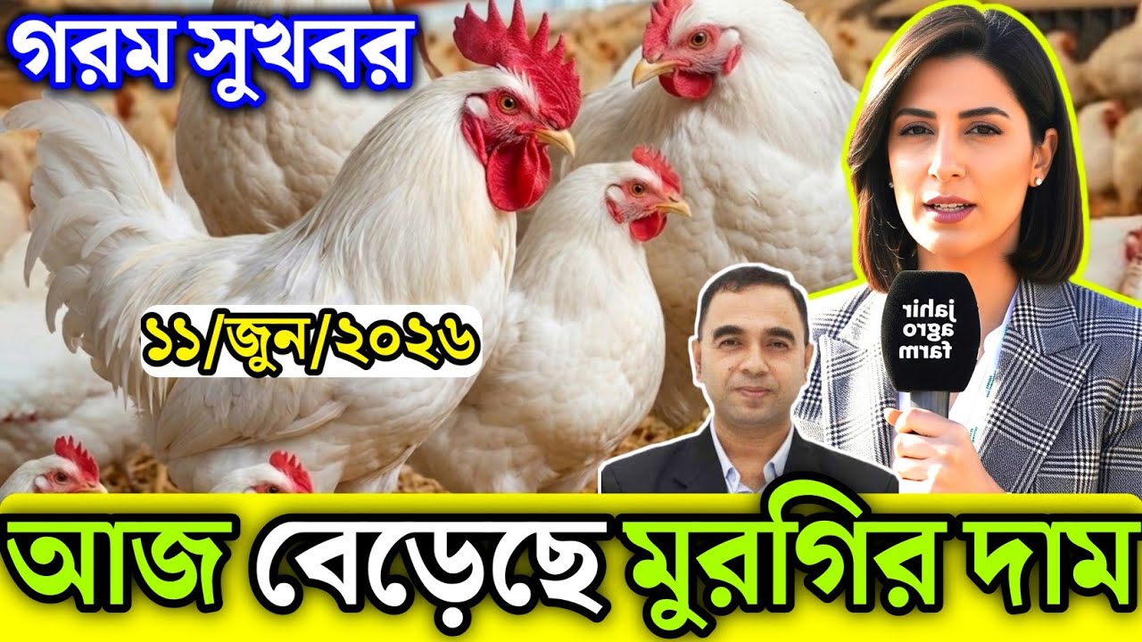 11 June 2026 || আজকের ব্রয়লার ও সোনালী মুরগির পাইকারি দাম জানুন || আজকের মুরগির বাজার দর জেনে নিন