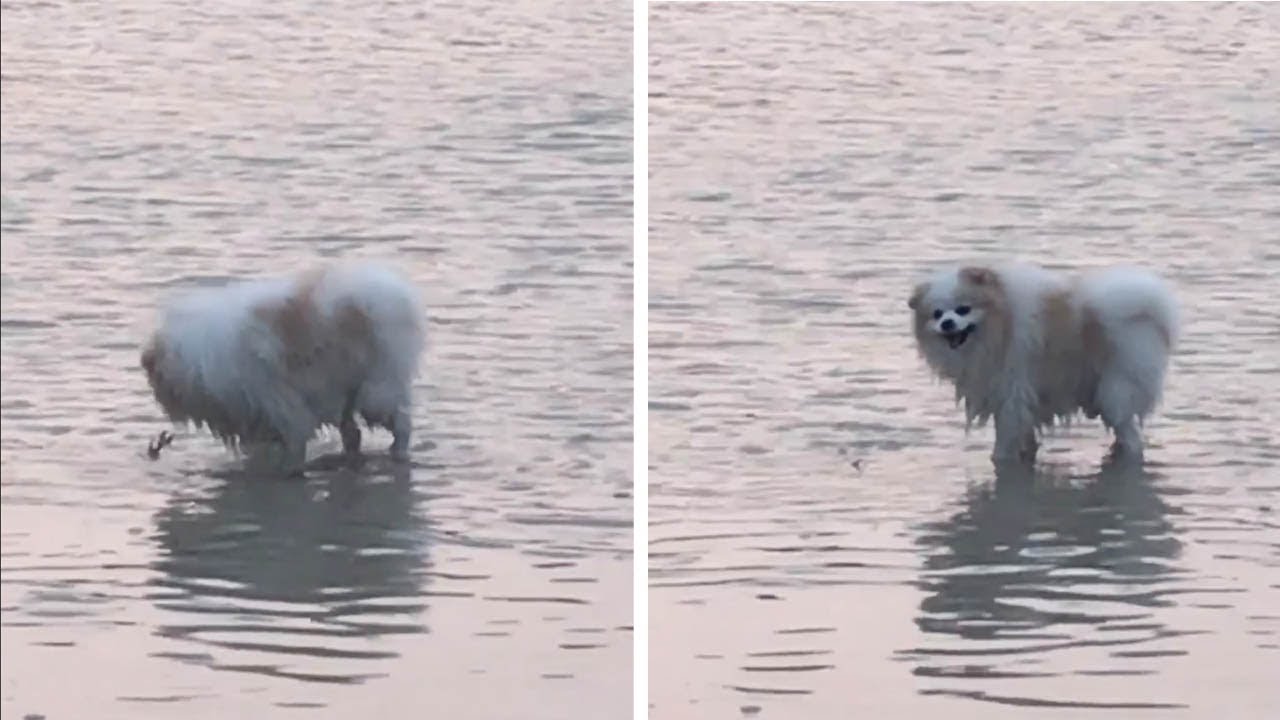 clips for crocs Crab Fends Off Nosy Dog