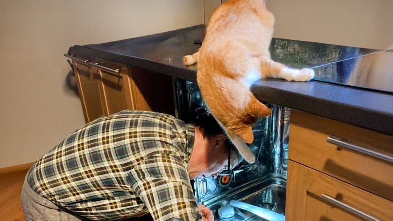 ⁣Cats' Super Brains Will SHOCK You! 😲 Funny Cat Videos 2025