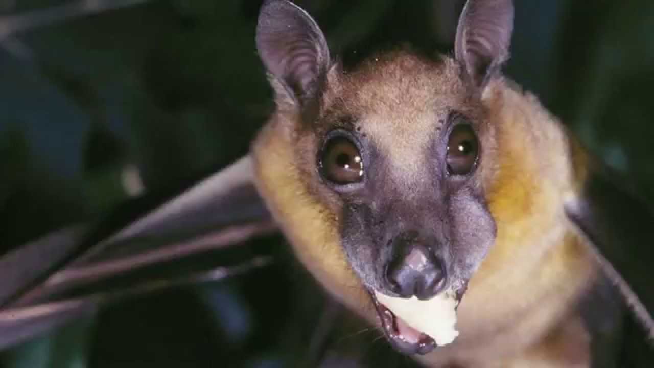 Fruit bats Live in motion YouTube