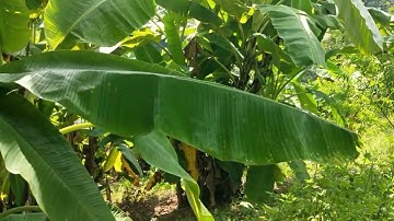 Trồng Cây Chuối Che Bóng Cho Cây Ăn Quả Vừa Giữ Ẩm !