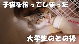 生後1ヵ月の子猫と過ごす1日に密着