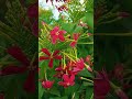 Take a Breath… Look at This 🌺💚 | Peaceful Flower Moment #shorts #red #flowers #relaxing#nature