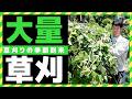 【灼熱の草刈り】「いつでも来ていいから草刈りやって」と言われてる一軒家に1ヶ月つぶりに行くと雑草が成長しすぎて入れないぐらいになっていた。急に大繁殖したお庭綺麗にして行きます