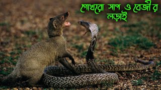 Mongoose vs Cobra Snake Ultimate Wild Fight | King Cobra attack mongoose | Cobra Vs mongoose fight