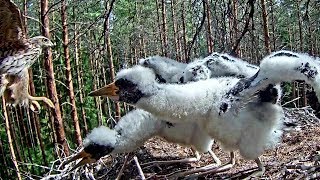 Must-toonekurg~The Goshawk still attacked the storklets~10:22 AM