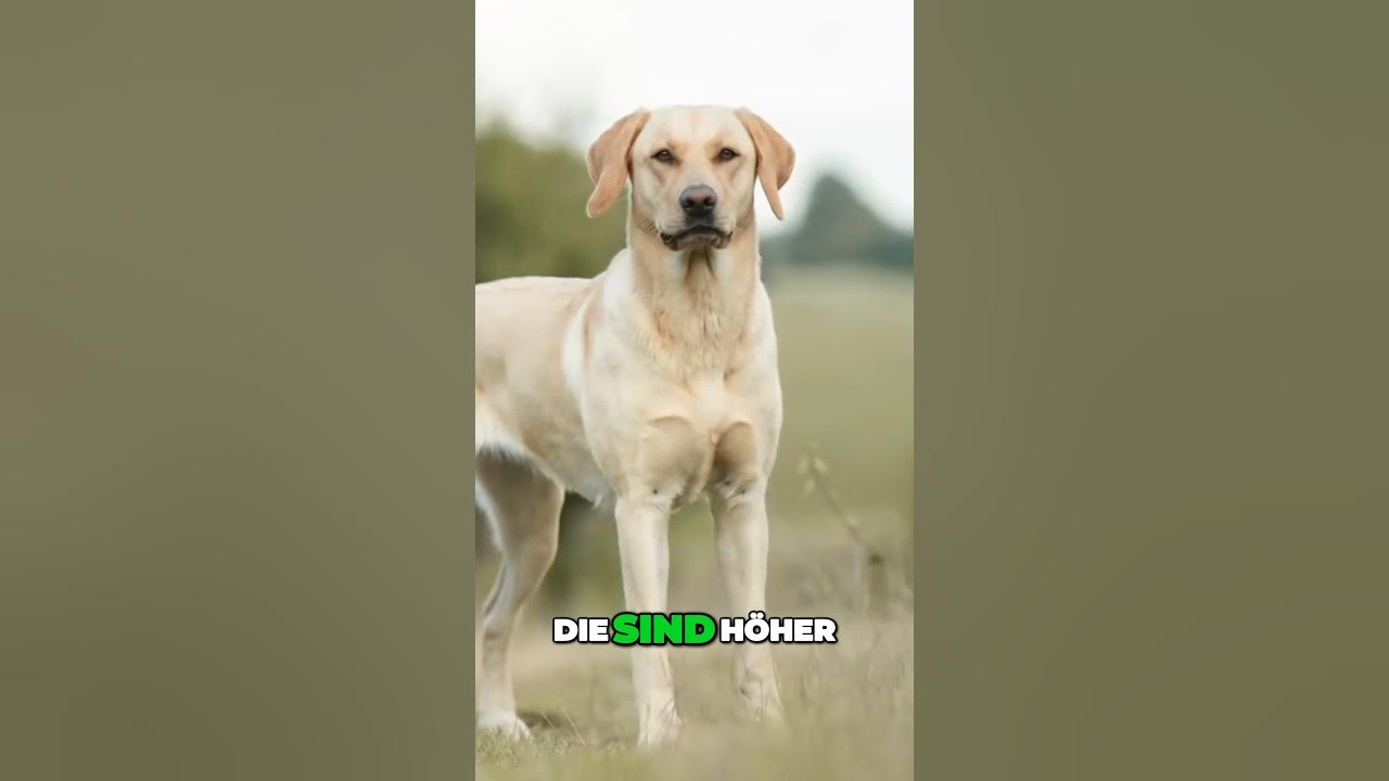 Labrador Showlinie VS Arbeitslinie hundetrainer hundetraining YouTube