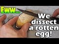 Things you never Knew About Snake Eggs! (gross warning)