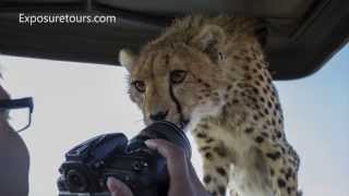 5 Cheetahs on my car!