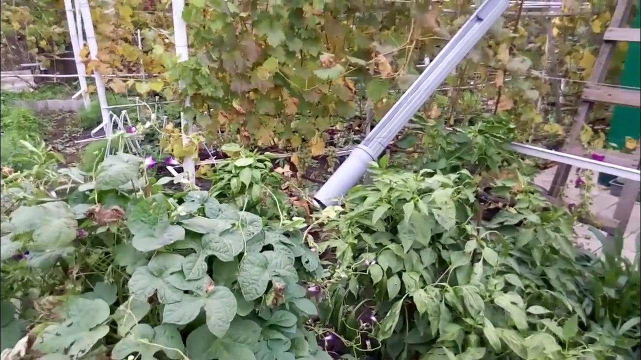 Как продлить жизнь огурцов. Огурцы до поздней осени в теплице. как продлить жизнь огурцам в теплице. когда убирать огурцы из теплицы осенью. как продлить жизнь огурцам в теплице до поздней осени.