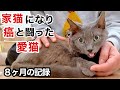 【野良猫歴6年】家族になって8ヶ月、愛猫が虹の橋へ