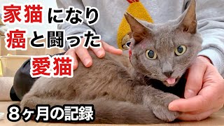 【野良猫歴6年】家族になって8ヶ月、愛猫が虹の橋へ